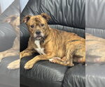 Small #9 Boxer Mix