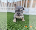 Puppy Puppy 9 French Bulldog
