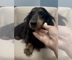 Dachshund Dogs for adoption in Weston, FL, USA