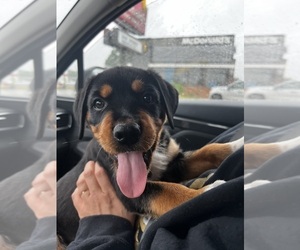 Rottweiler Puppy for sale in NORTON, OH, USA