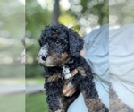 Puppy Lilly Bernedoodle (Miniature)