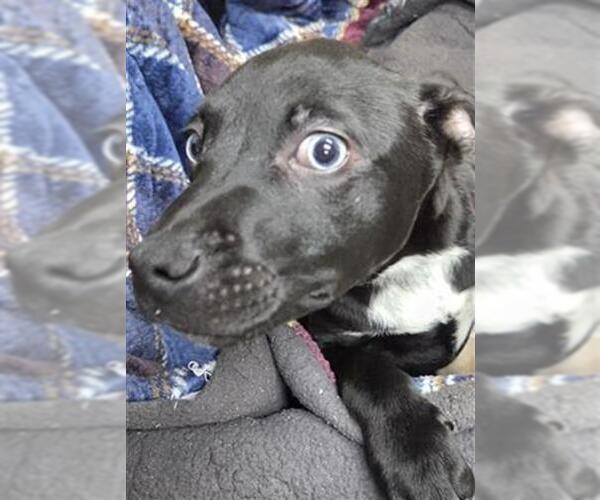 Medium Photo #1 Labsky Puppy For Sale in Bakersfield, CA, USA