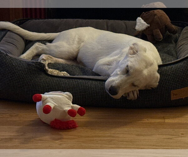 Medium Photo #5 Great Pyrenees-Unknown Mix Puppy For Sale in Bend, OR, USA