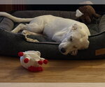 Small #4 Great Pyrenees Mix