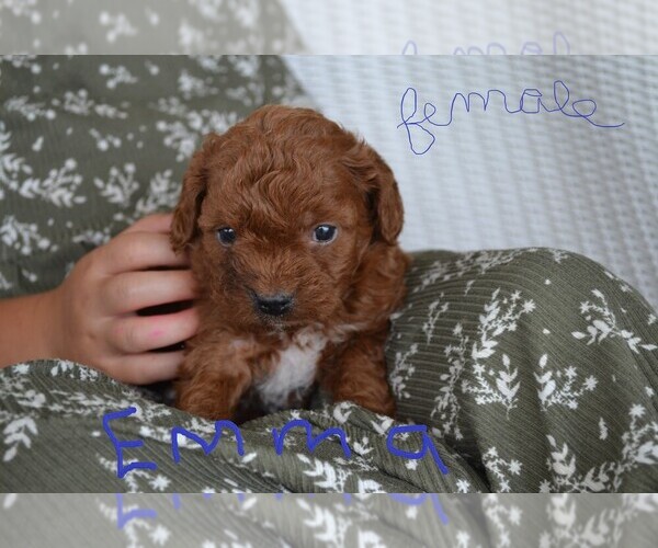 Medium Photo #2 Cavapoo-Poodle (Miniature) Mix Puppy For Sale in GREENWOOD, WI, USA