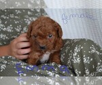 Small #1 Cavapoo-Poodle (Miniature) Mix
