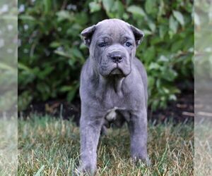 Cane Corso Puppy for Sale in NARVON, Pennsylvania USA