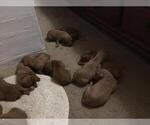 Small Photo #3 Vizsla Puppy For Sale in VACAVILLE, CA, USA