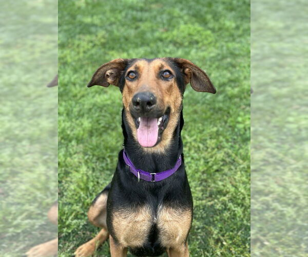 Medium Photo #6 Doberman Pinscher-Unknown Mix Puppy For Sale in Oak Bluffs, MA, USA