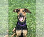 Small #5 Doberman Pinscher Mix