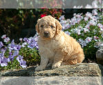 Puppy Chanel Goldendoodle (Miniature)