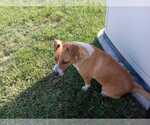 Small #2 Cojack