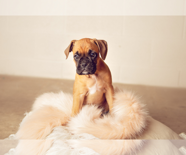 Medium Photo #4 Boxer Puppy For Sale in NARVON, PA, USA