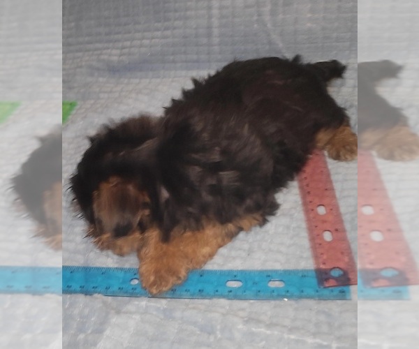 Medium Photo #116 Yorkshire Terrier Puppy For Sale in AKRON, OH, USA