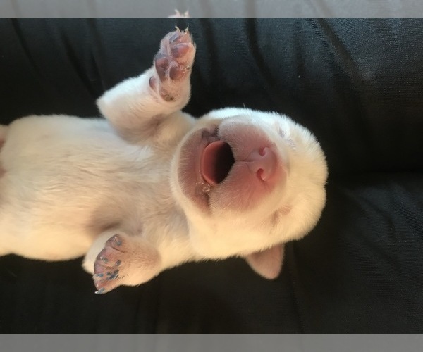 Medium Photo #9 Labrador Retriever Puppy For Sale in ESCONDIDO, CA, USA