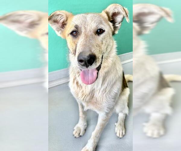 Medium Photo #1 German Shepherd Dog-Unknown Mix Puppy For Sale in Visalia, CA, USA
