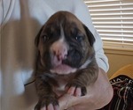 Puppy Coral Boxer