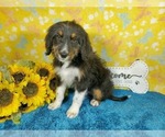 Small Photo #22 Bernedoodle-Poodle (Toy) Mix Puppy For Sale in BLACK FOREST, CO, USA