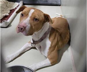 American Pit Bull Terrier Dogs for adoption in Bakersfield, CA, USA