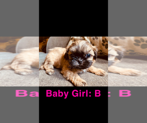 Shih Tzu Puppy for sale in ABBEVILLE, SC, USA
