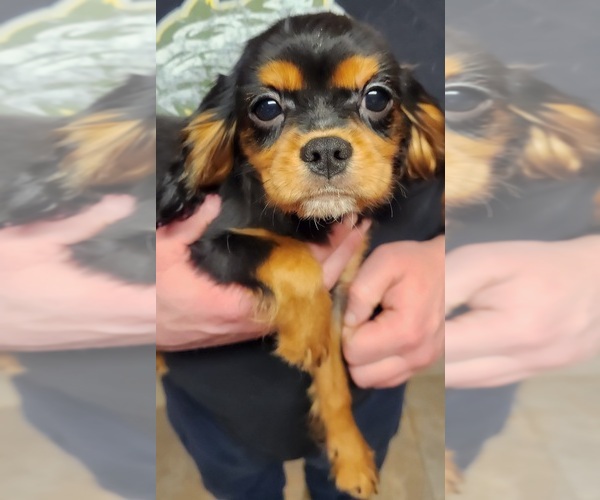Medium Photo #6 Cavalier King Charles Spaniel Puppy For Sale in BOONVILLE, NY, USA