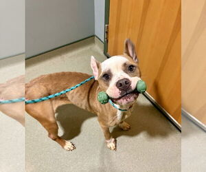Bulldog-Unknown Mix Dogs for adoption in Virginia Beach, VA, USA