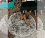 Small #1 Black Mouth Cur Mix