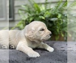 Puppy Snickerdoodle Golden Retriever