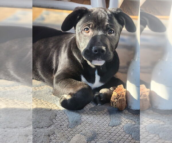 Medium Photo #7 Mutt Puppy For Sale in Candler, NC, USA