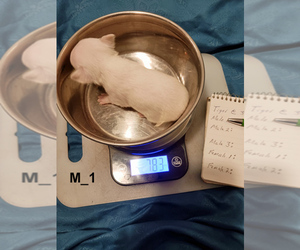 Medium Chihuahua