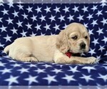 Small Photo #5 Cocker Spaniel Puppy For Sale in BIRD IN HAND, PA, USA
