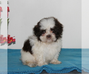 Zuchon Puppy for sale in QUARRYVILLE, PA, USA