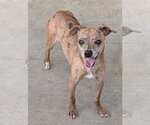 Small Photo #2 Chihuahua-Unknown Mix Puppy For Sale in Oakhurst, NJ, USA