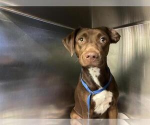 Labrador Retriever-Unknown Mix Dogs for adoption in Grand Prairie, TX, USA
