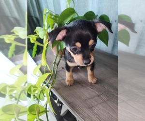 Chihuahua Litter for sale in CAPE CORAL, FL, USA