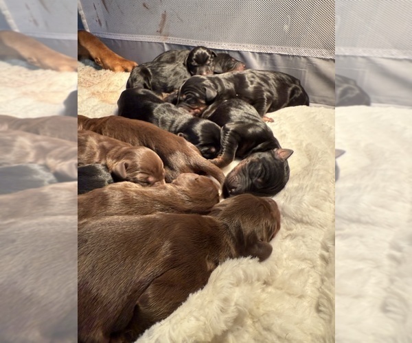 Medium Photo #3 Doberman Pinscher Puppy For Sale in SANTA CLARITA, CA, USA
