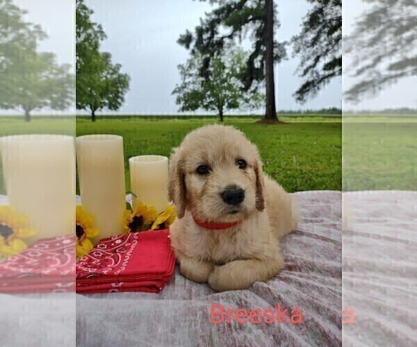 Medium Photo #2 Goldendoodle Puppy For Sale in MILLEN, GA, USA