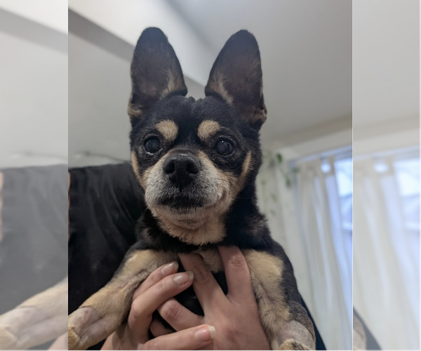 Medium Photo #2 Chihuahua-Unknown Mix Puppy For Sale in Plainfield, IL, USA