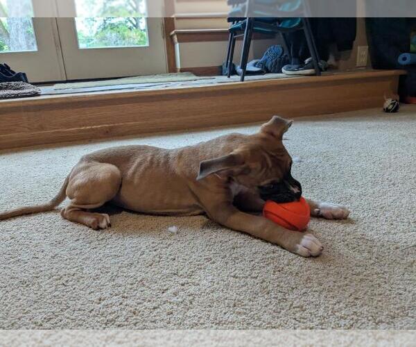 Medium Photo #7 Boxer-Unknown Mix Puppy For Sale in Belleuve, NE, USA