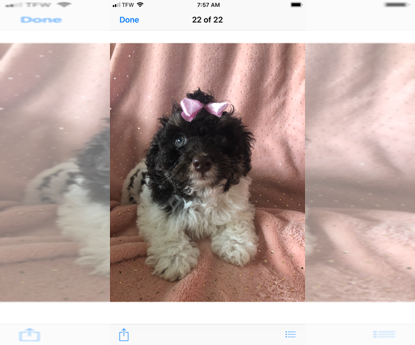 Medium Photo #2 Maltese-Poodle (Toy) Mix Puppy For Sale in SARASOTA, FL, USA
