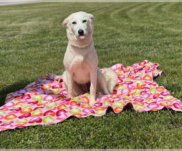 Medium Photo #2 Labrador Retriever-Unknown Mix Puppy For Sale in Raleigh, NC, USA