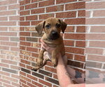 Small #3 Mutt