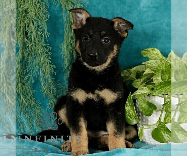 Medium Photo #3 German Shepherd Dog Puppy For Sale in PARADISE, PA, USA