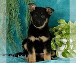 Small #2 German Shepherd Dog
