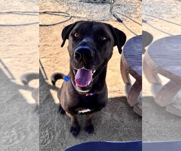 Medium Photo #2 Chocolate Labrador retriever-Mastiff Mix Puppy For Sale in Incline Village, NV, USA