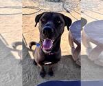Small #1 Chocolate Labrador retriever-Mastiff Mix