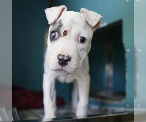 American Staffordshire Terrier-Unknown Mix Dogs for adoption in San Antonio, TX, USA