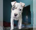 Small American Staffordshire Terrier Mix