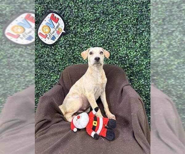 Medium Photo #2 Labrador Retriever Puppy For Sale in Corpus Christi, TX, USA