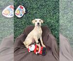 Small #1 Labrador Retriever